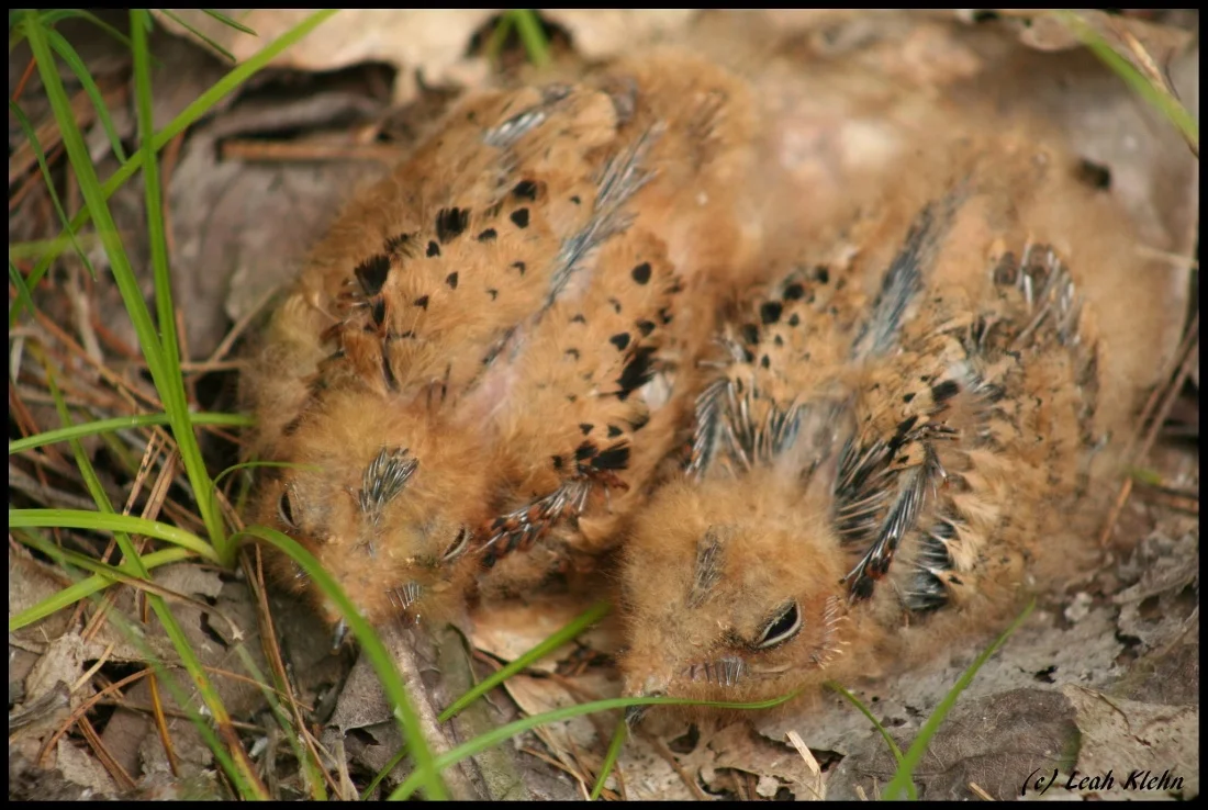 Eastern Whip-poor-will chicks