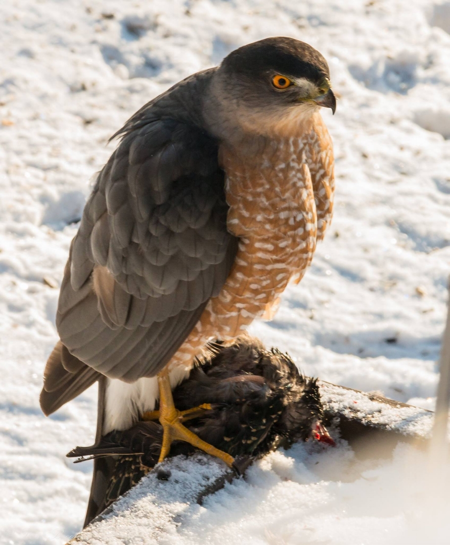 Cooper's Hawk with Starling