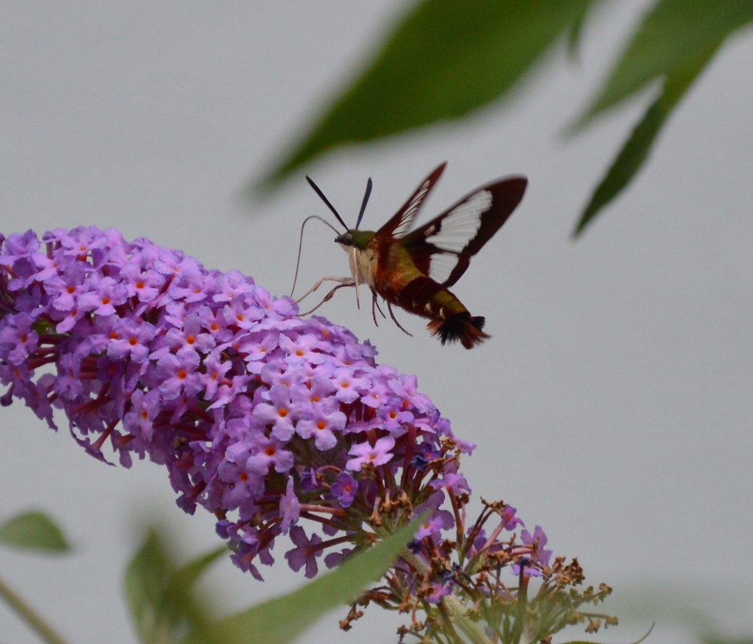 Hummingbird Clearwing Moth