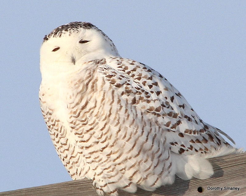 Snowy Owl