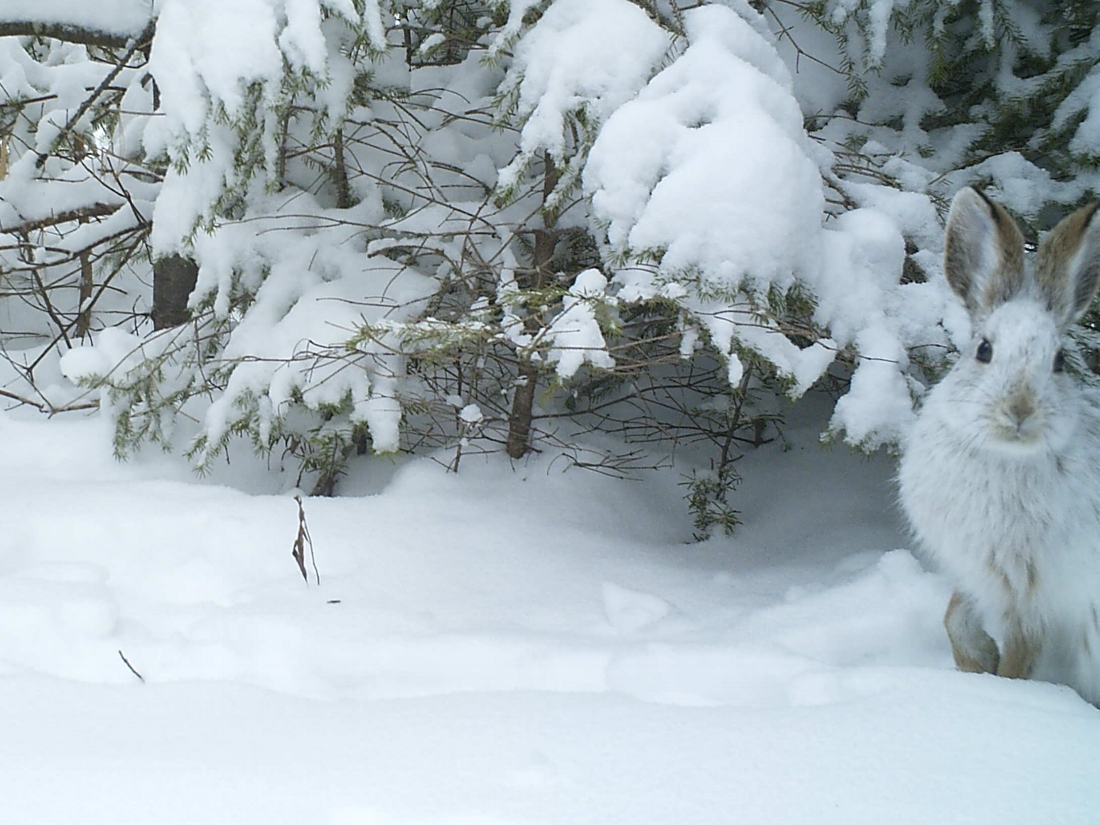 Snowshoe Hare