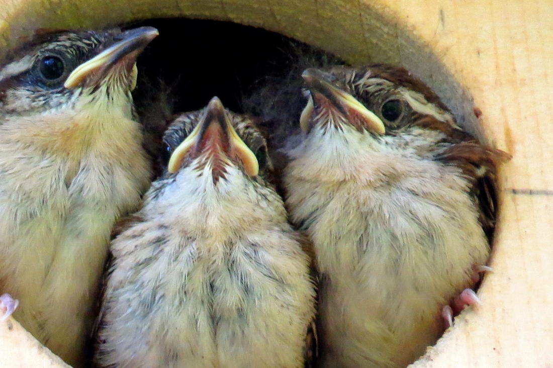 Wren Chicks