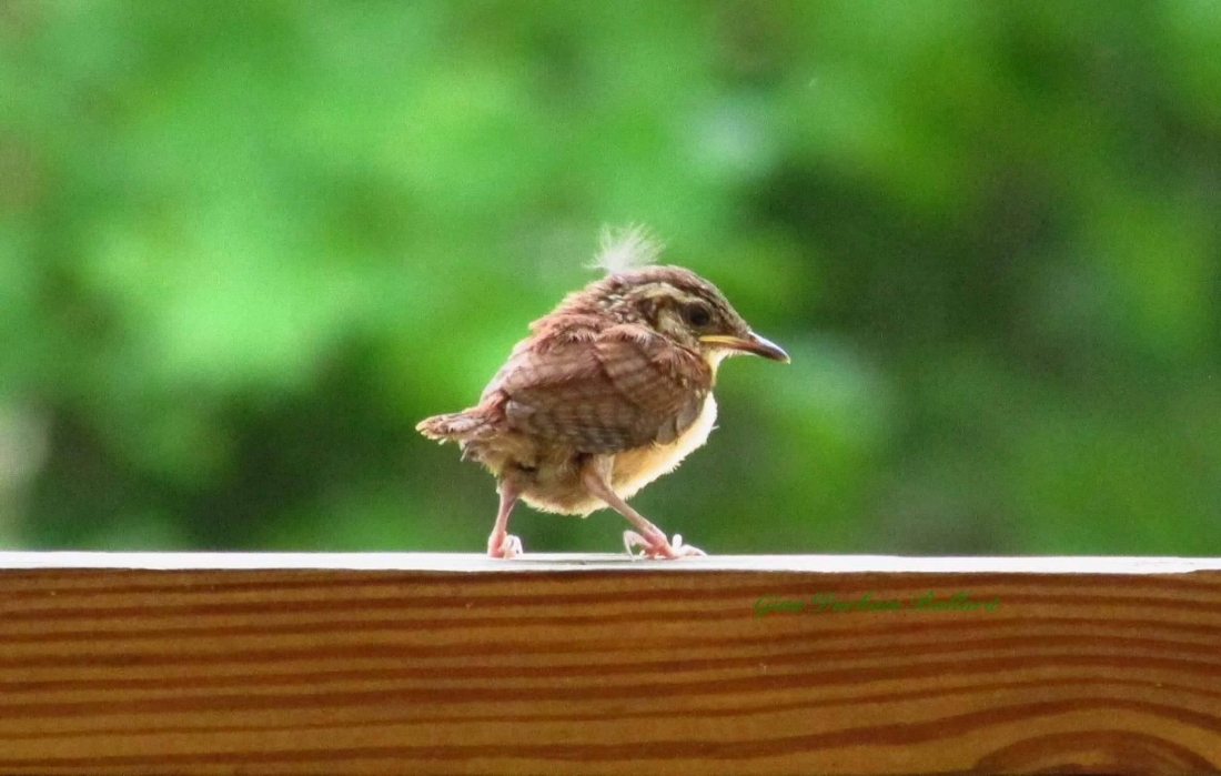 Wren Chick