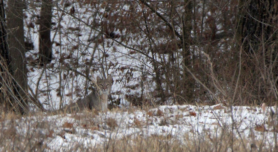 Bobcat