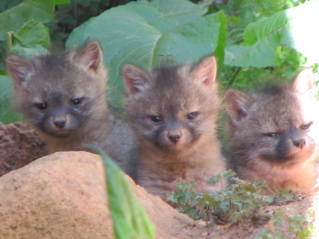 Fox Kits