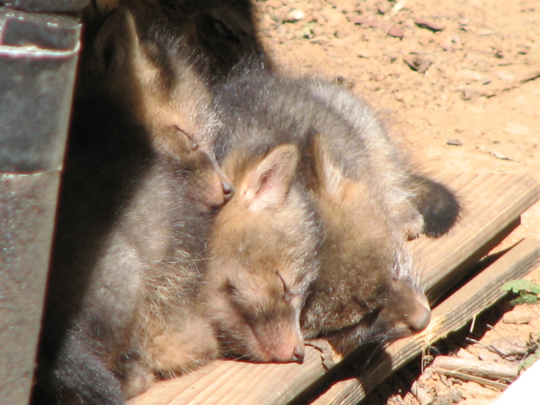 Fox Kits