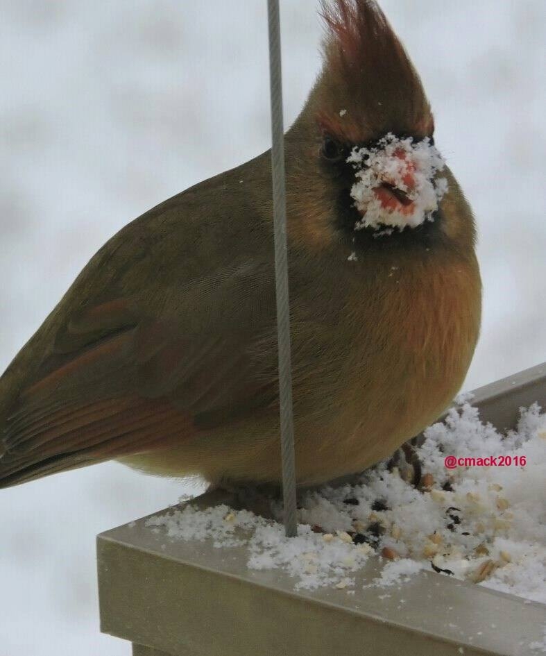 Cardinal