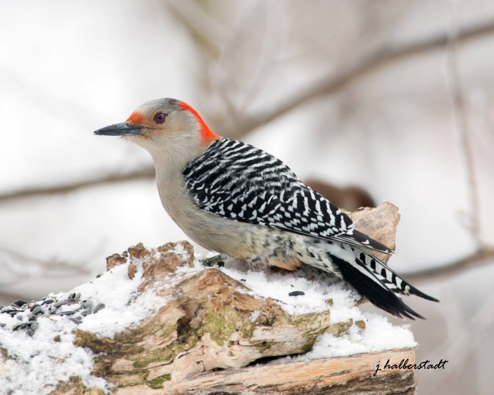 Red-Bellied Woodpecker