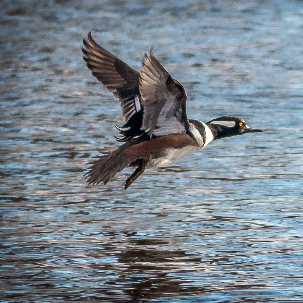 Hooded Merganser