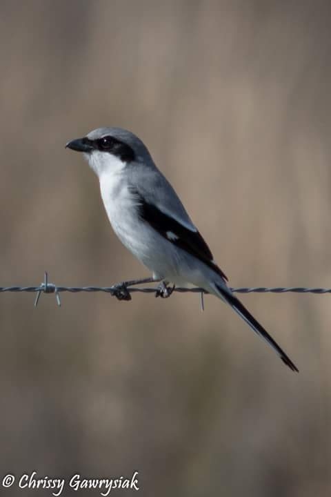 Loggerhead Shrike