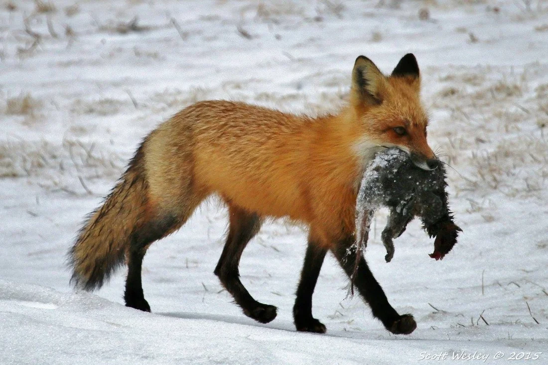 Red Fox with Squirrel