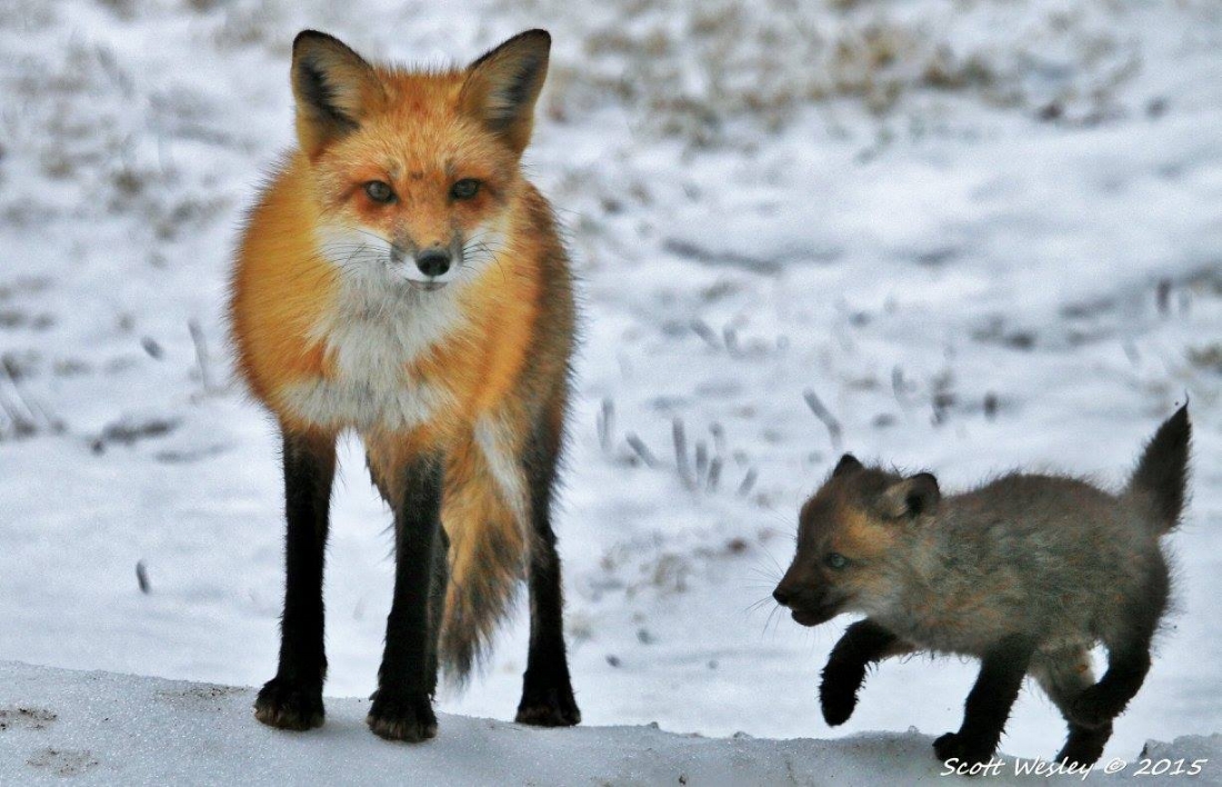 Red Fox and Kit