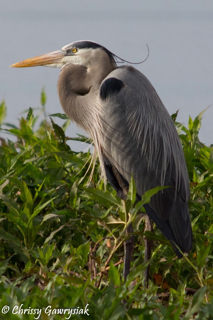 Great Blue Heron