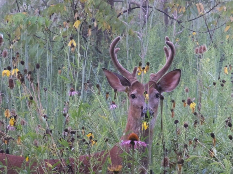 Whitetail Buck