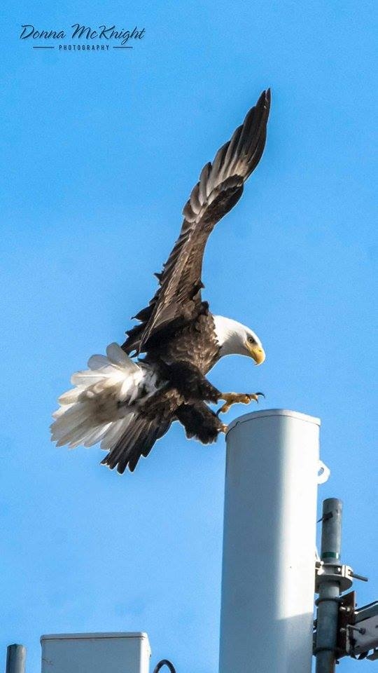 Bald Eagle