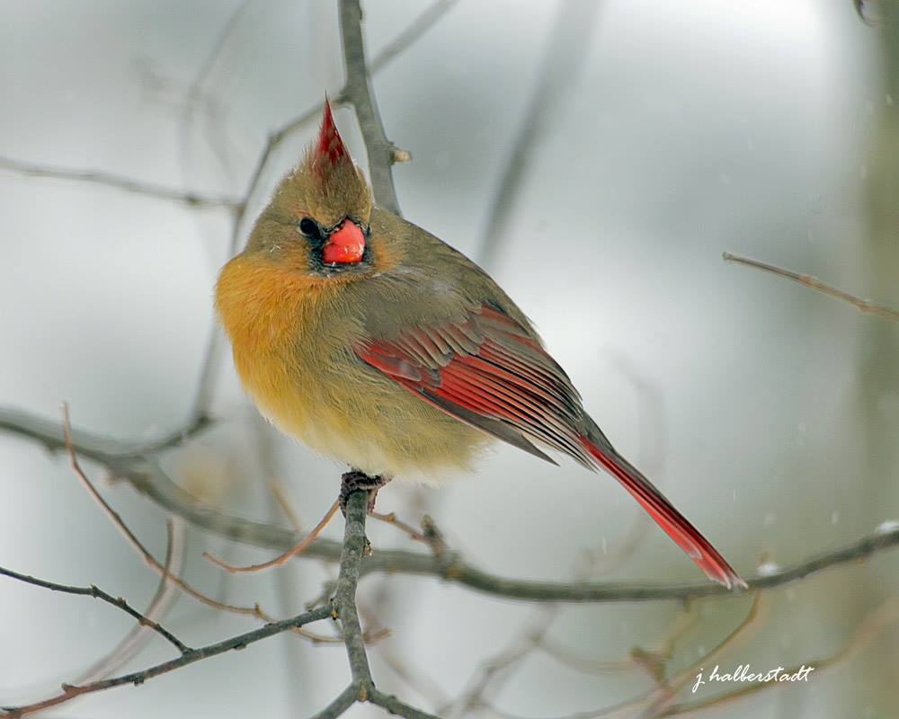 Female Cardinal