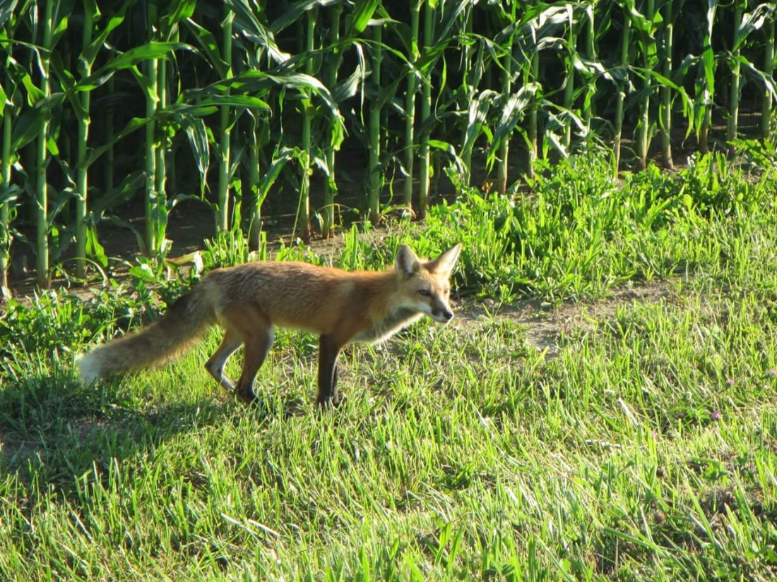 Red Fox