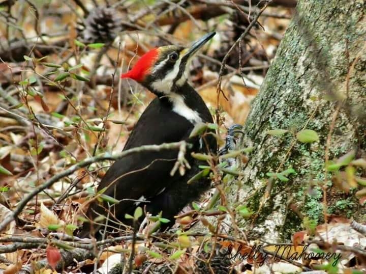 Pileated Woodpecker