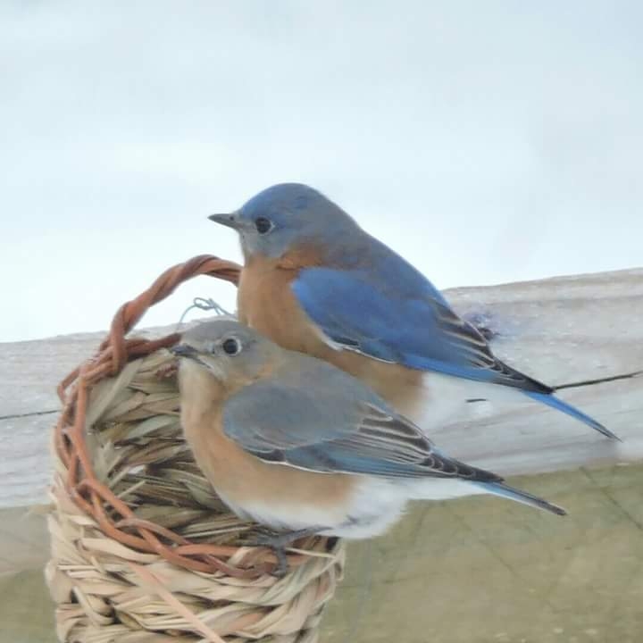 Eastern Bluebirds