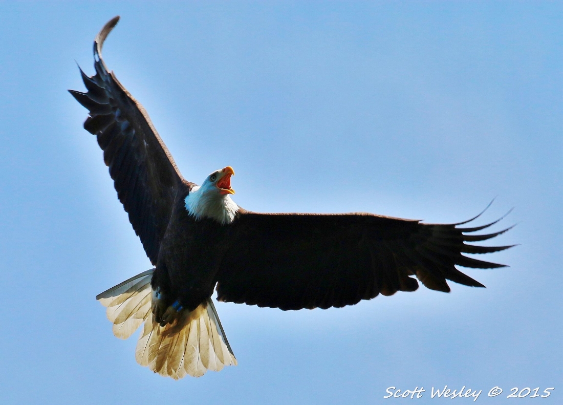 Bald Eagle