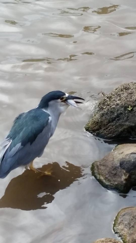 Black-crowned night heron