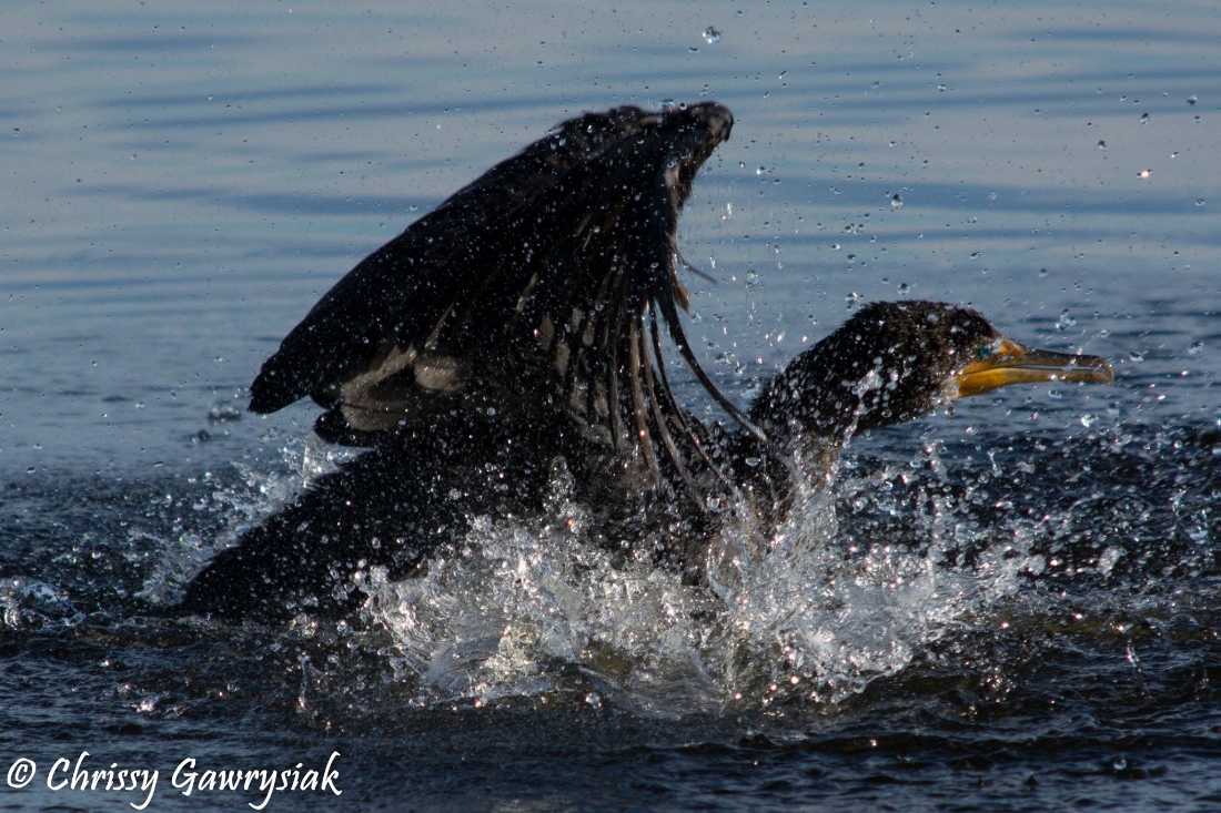 Cormorant