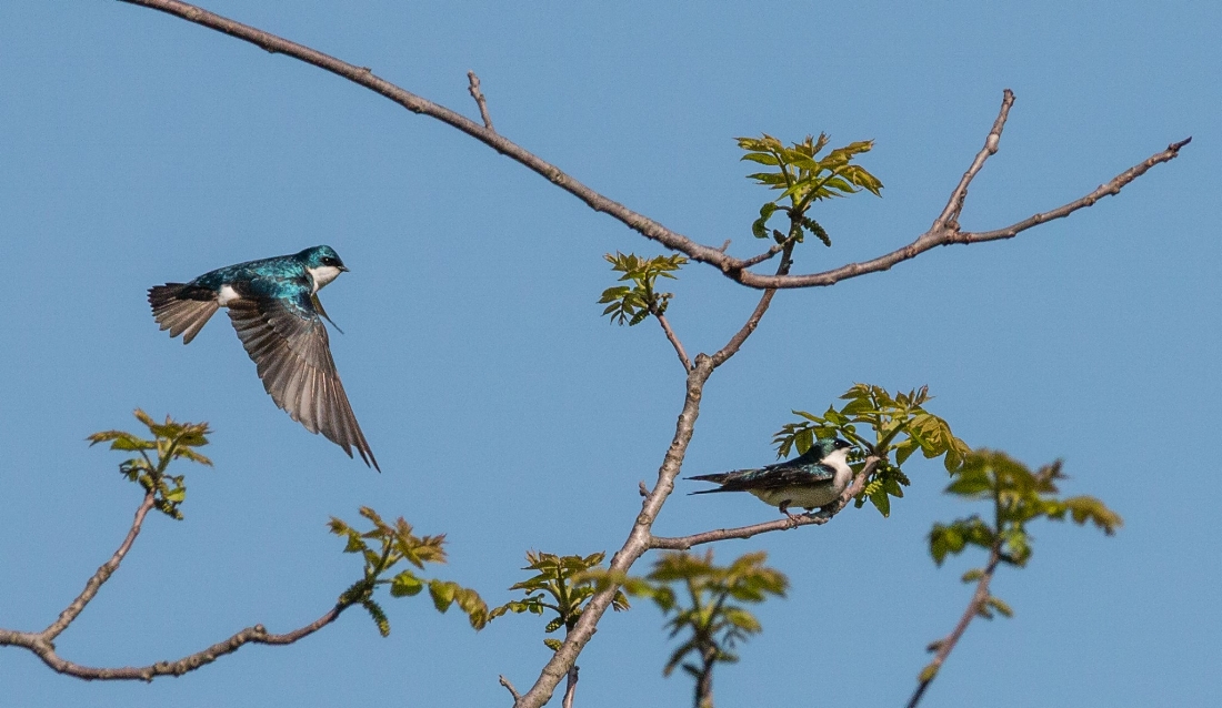 Tree Swallows