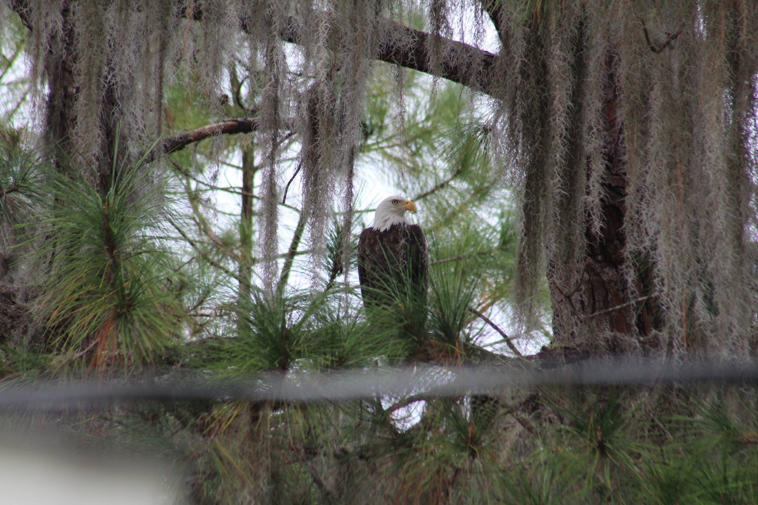 Bald Eagle