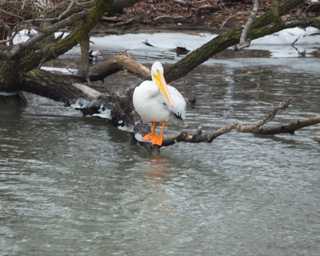 American Pelican