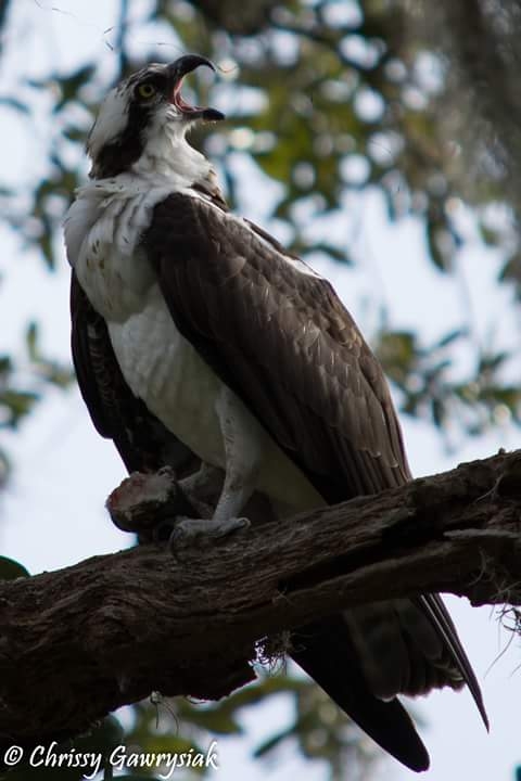 Osprey