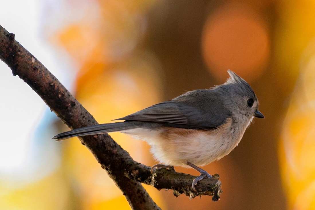 Tufted Titmouse