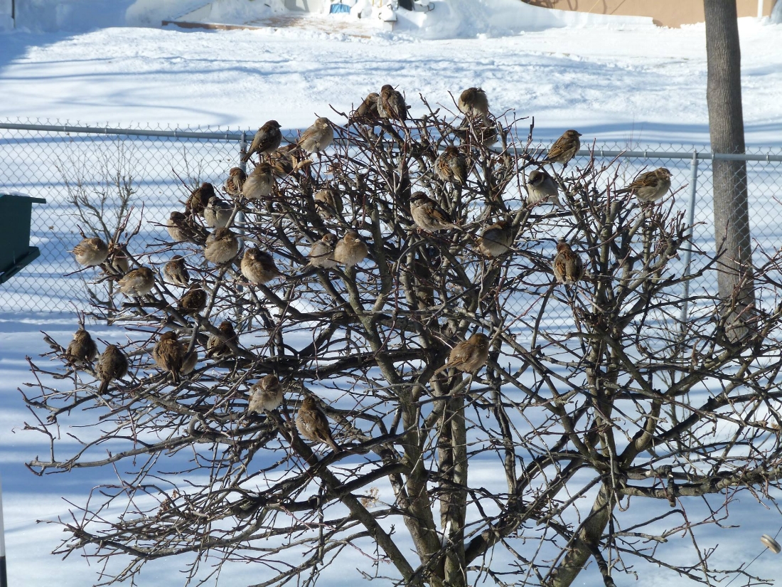 House Sparrows