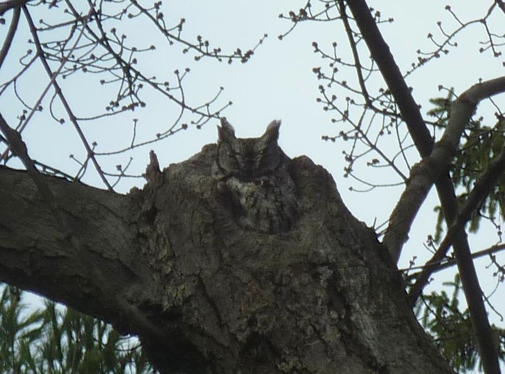 Screech Owl