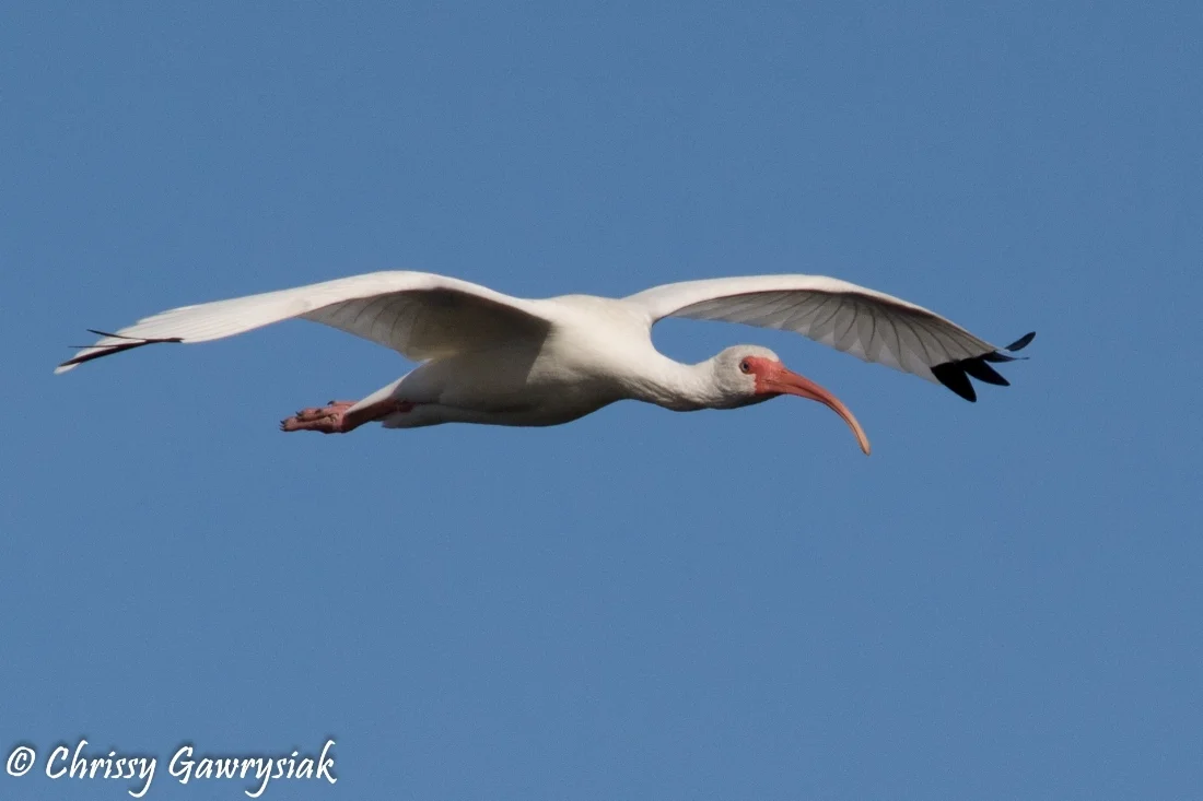 White Ibis