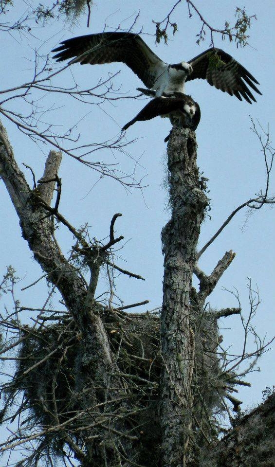 Osprey