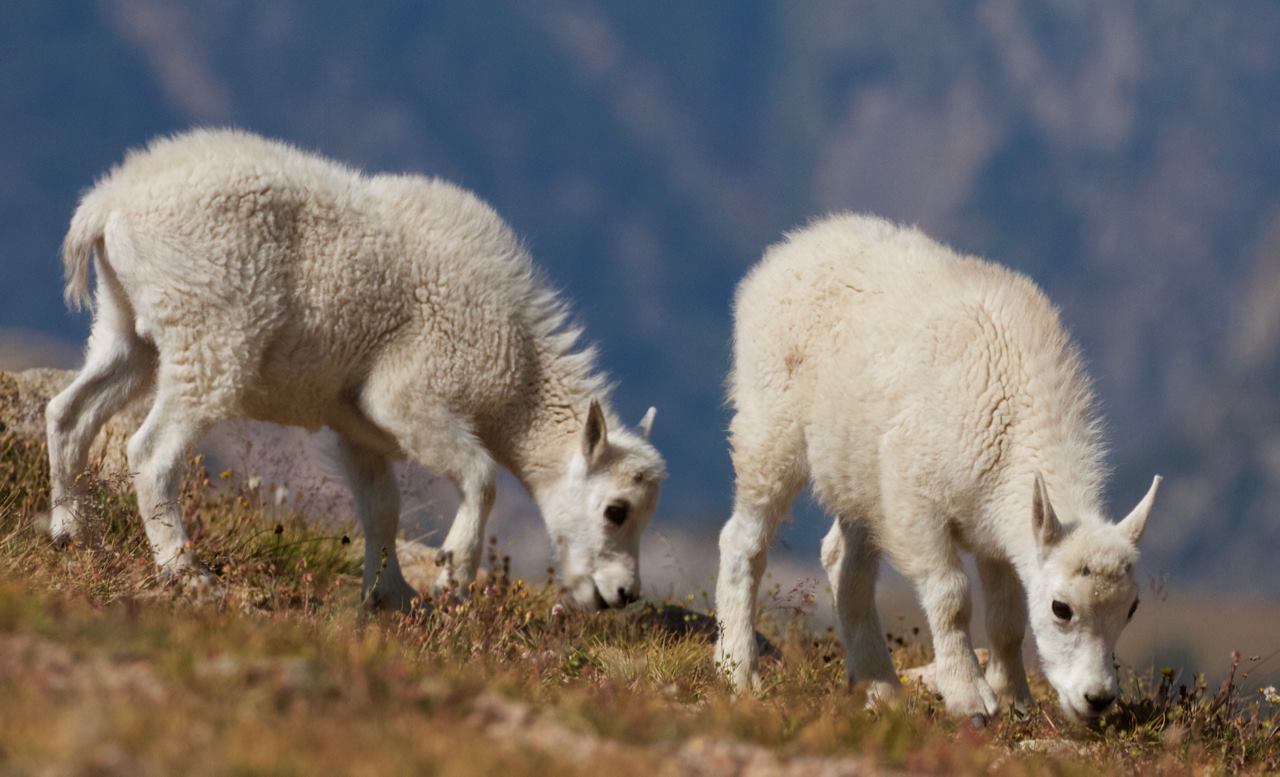 Mountain goats, Beartooth Plateau, Wyoming