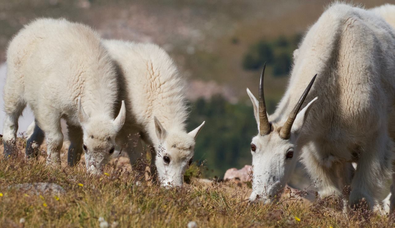 Mountain goats, Beartooth Plateau, Wyoming