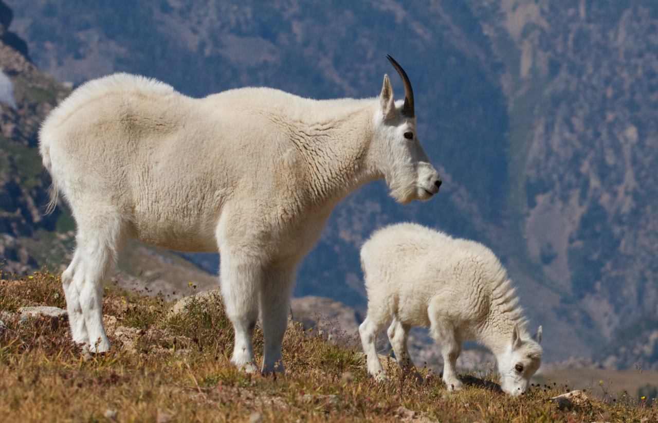 Mountain goats, Beartooth Plateau, Wyoming