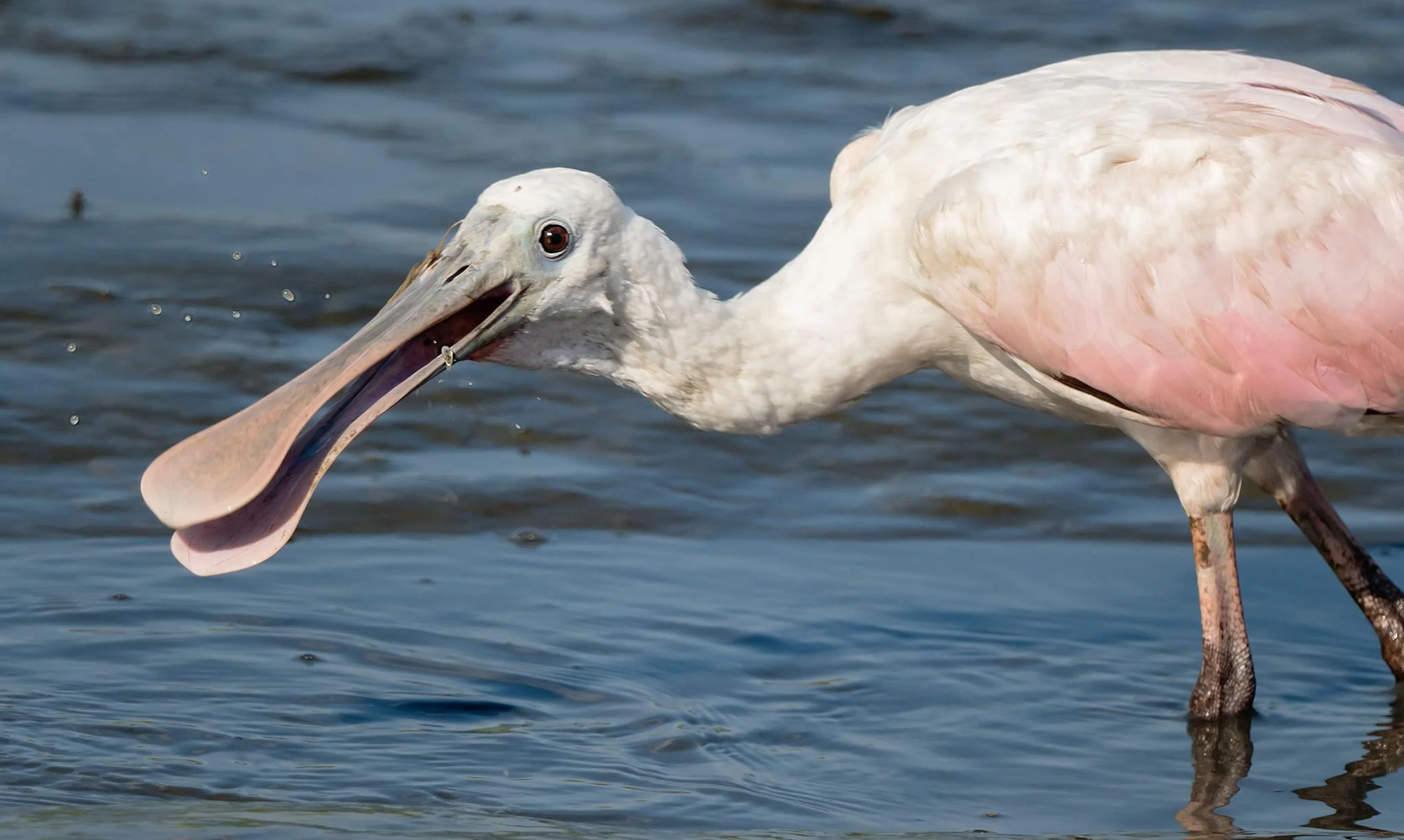Roseate Spoonbills In South Carolina The Naturalist S Notebook RoseatespoonbillyoungmaybLisaBarnesSC1