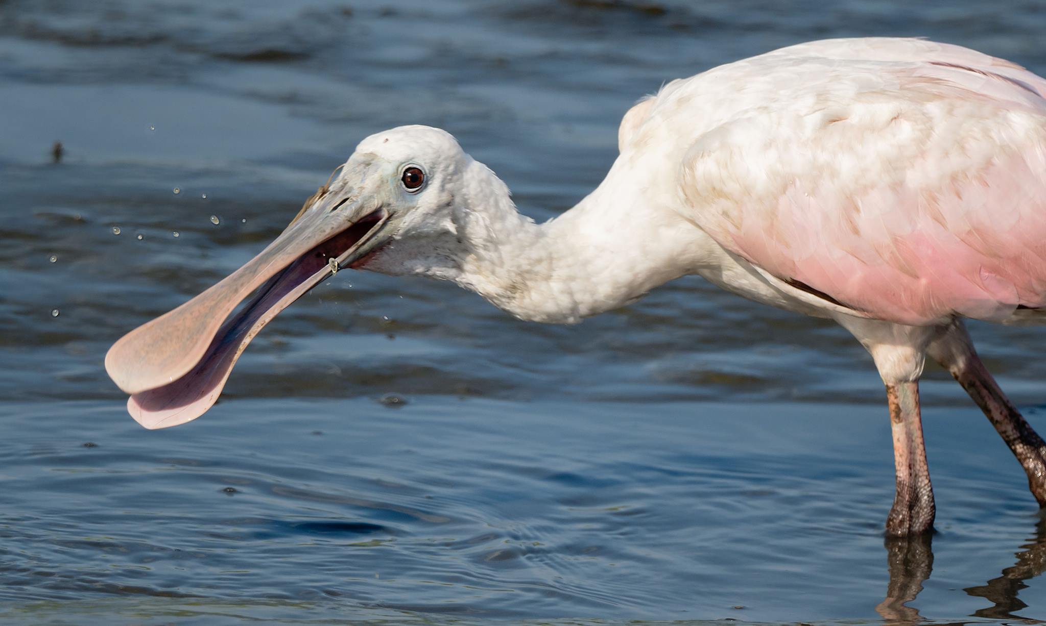 Roseate Spoonbill