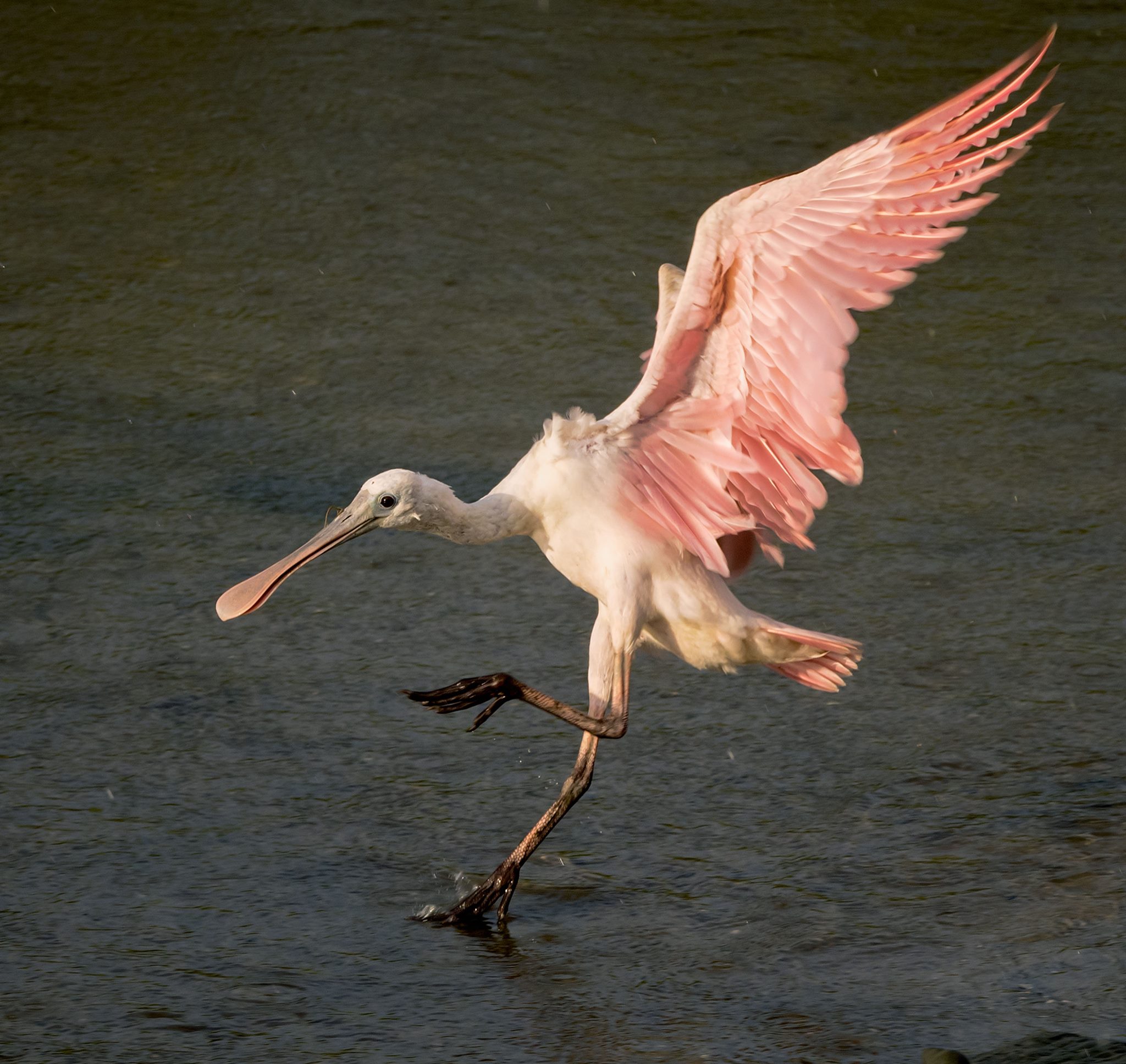 Roseate Spoonbill