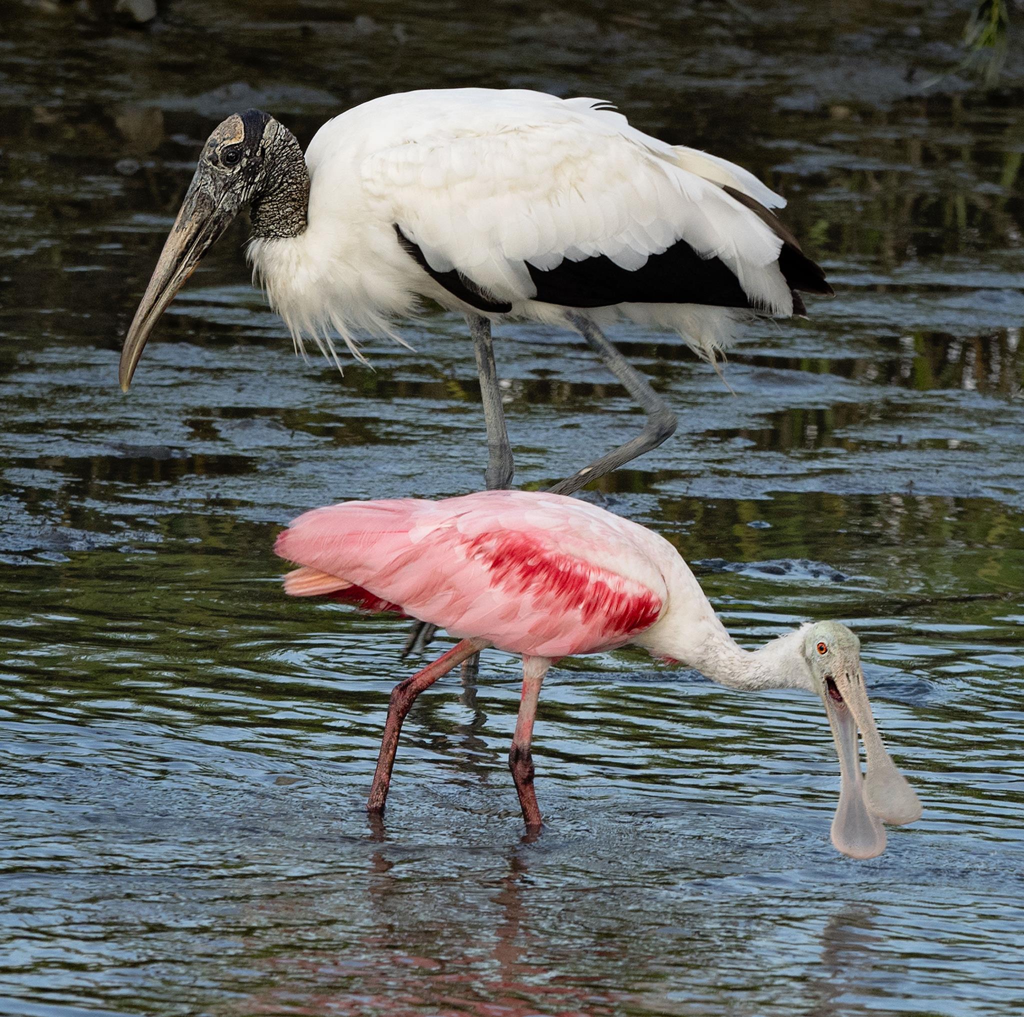 Roseate Spoonbill and Wood Stork