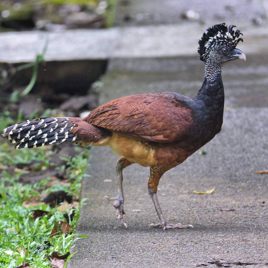 Great Curassow