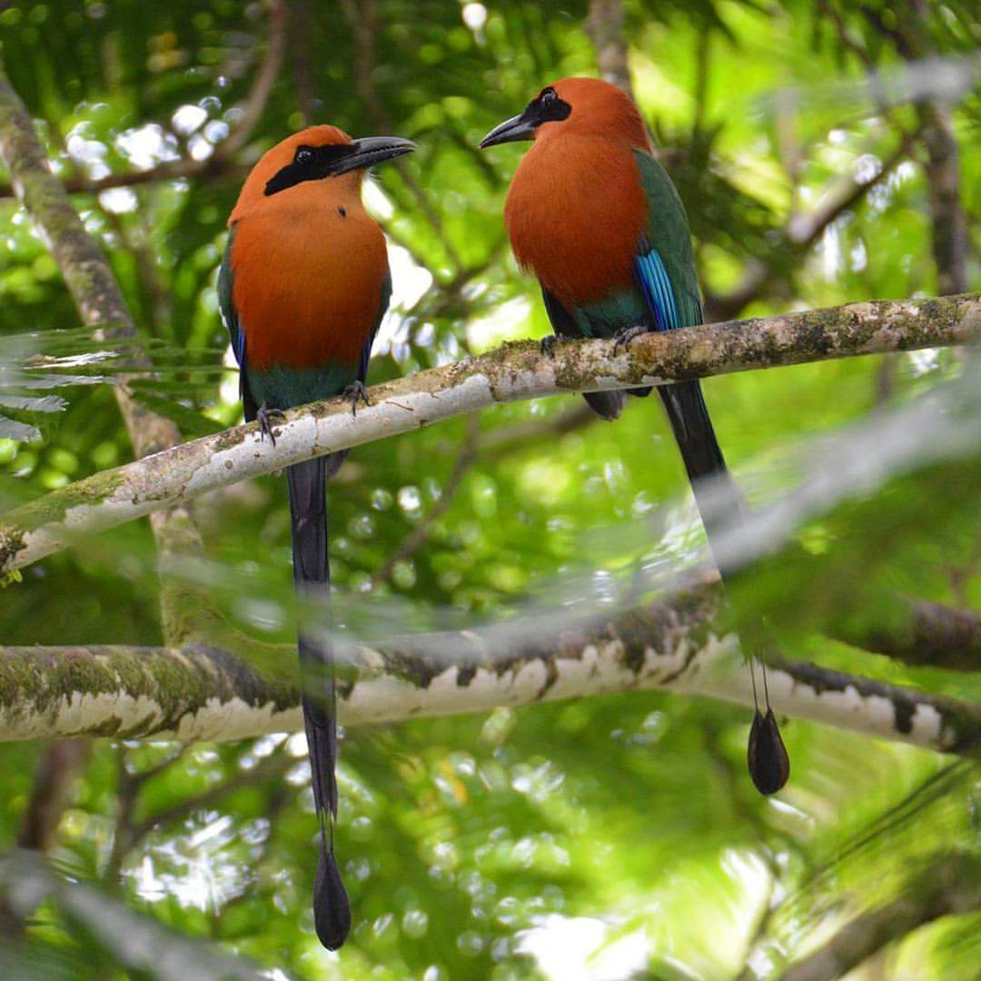 Rufous Motmots