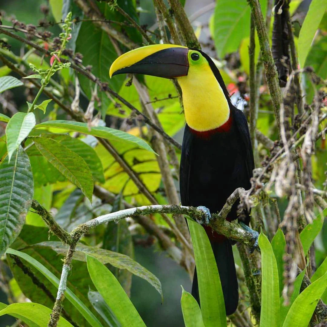 Black-Mandibled Toucan