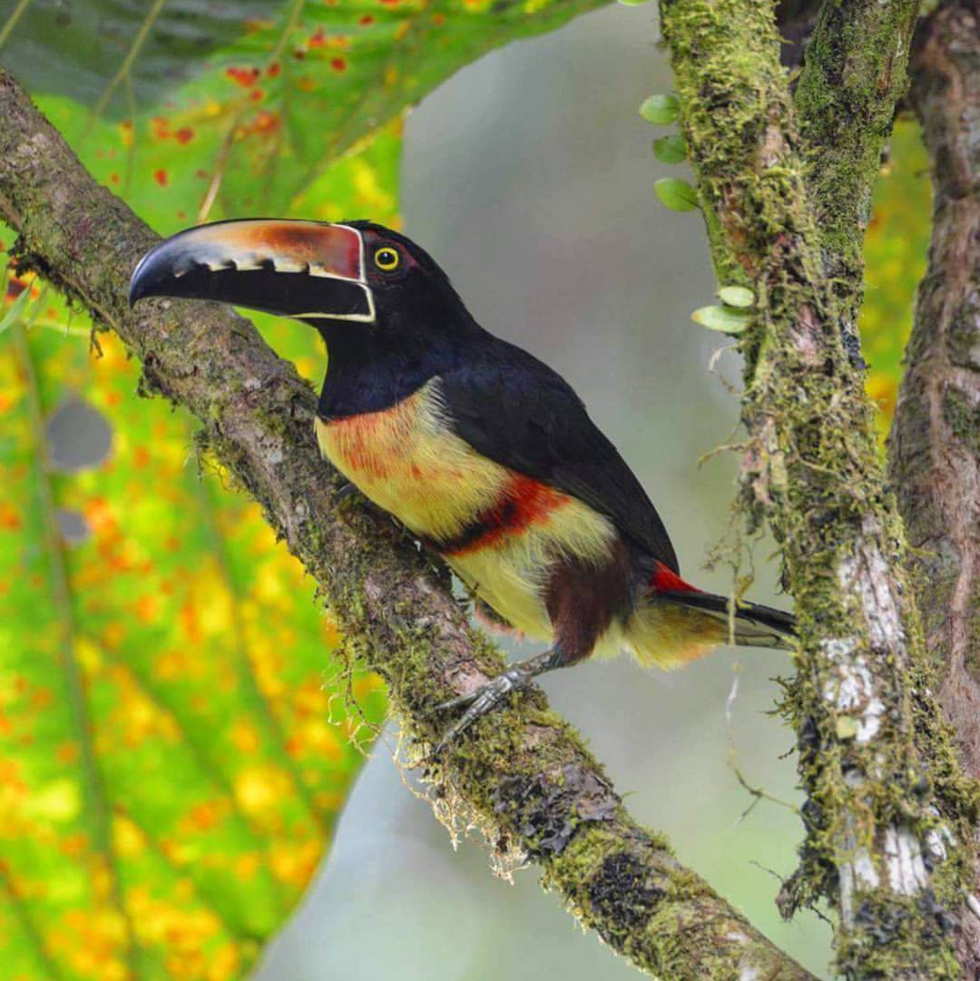 Collared Aracari