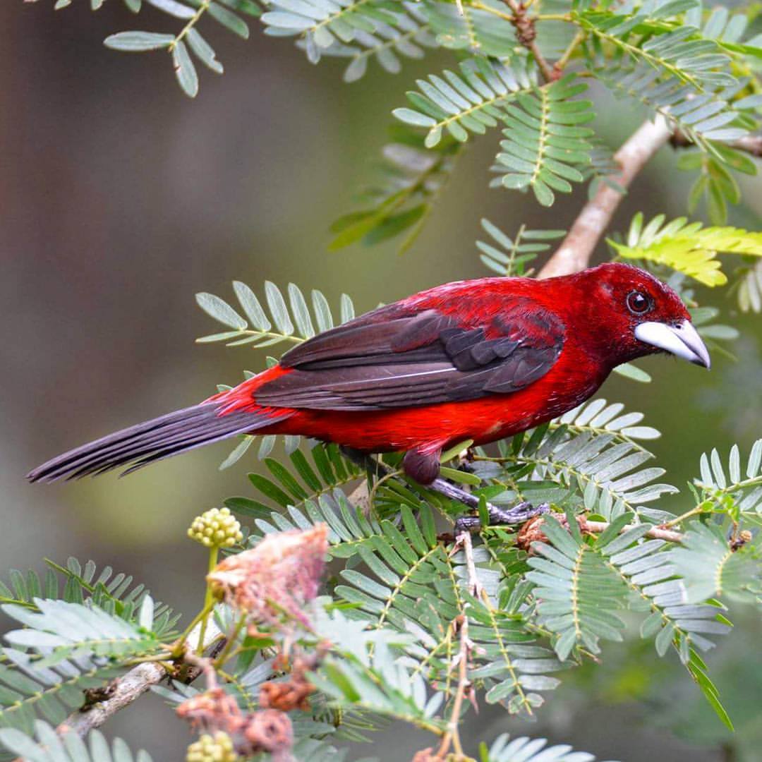 Crimson-Backed Tanager