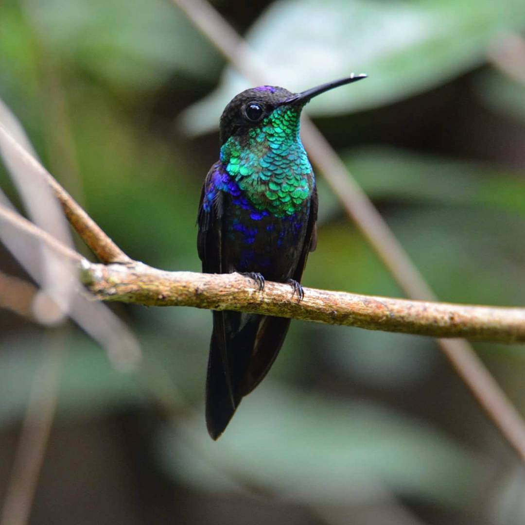 Crowned Woodnymph Hummingbird