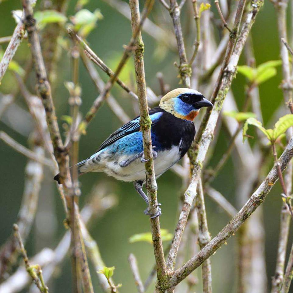 Golden-Hooded Tanager