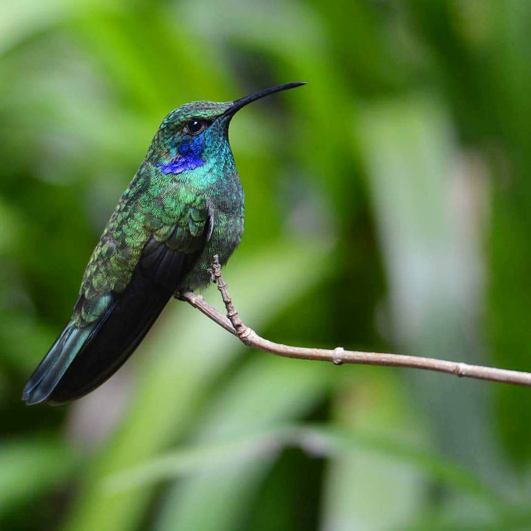 Lesser Violetear Hummingbird